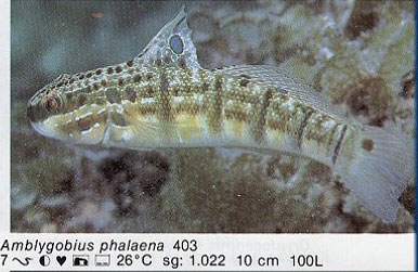 Amblygobius phalaena